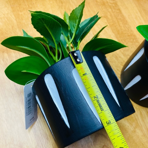 Green Green ONE beautiful 🪴 - Picture 9 of 12